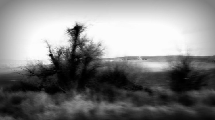 Palouse fields near Spokane 